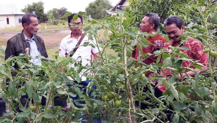 Kendala Distribusi Pangan, Agung Hendriadi Ajak Warga Belitung Kembangkan KRPL